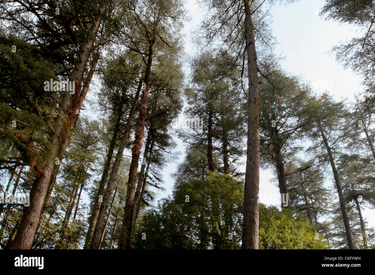 Landscape Uttarakhand-[Land] [Pan] [PH] . Stock Photo