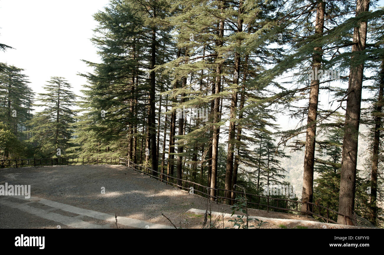 Road and Fences defended by the tall Pine trees at Dhanaulty-Uttarakhand-India . Stock Photo