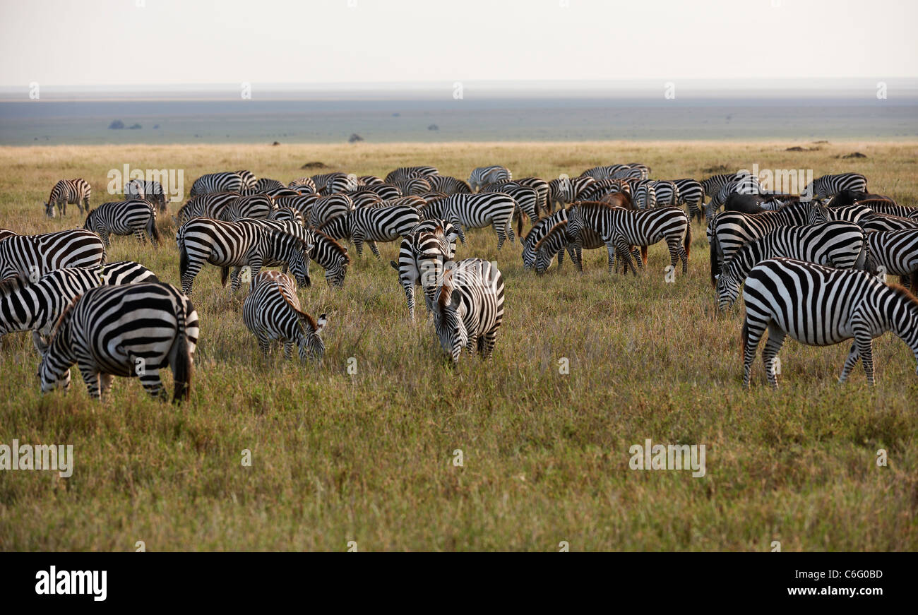 Plains Zebra on migration, Equus quagga, Serengeti, Tanzania, Africa