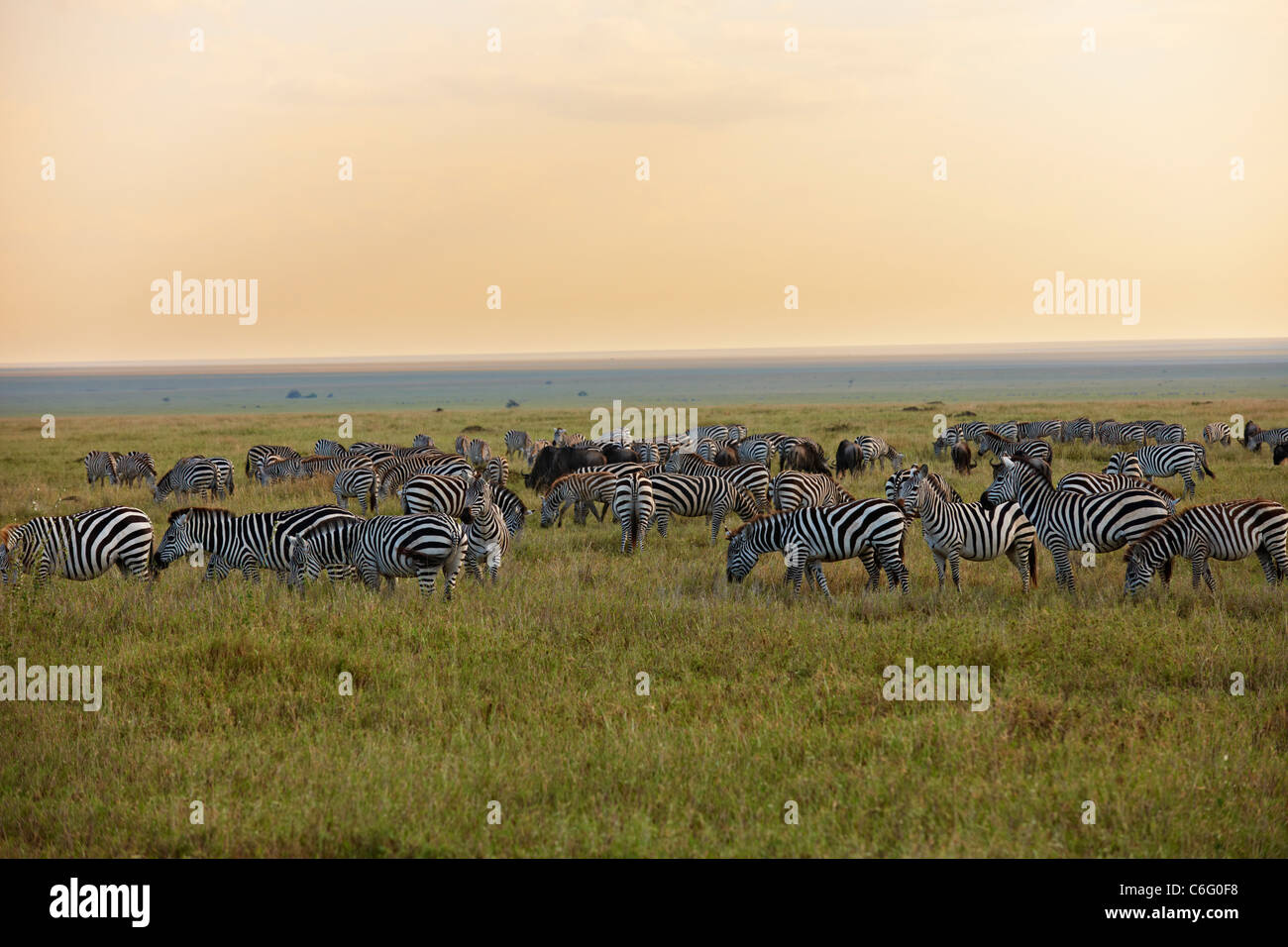Africa sunset plains zebra hi-res stock photography and images - Alamy