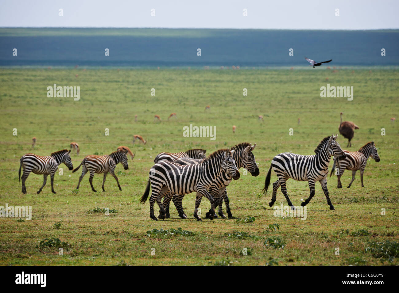 Plains Zebra on migration, Equus quagga, Serengeti, Tanzania, Africa