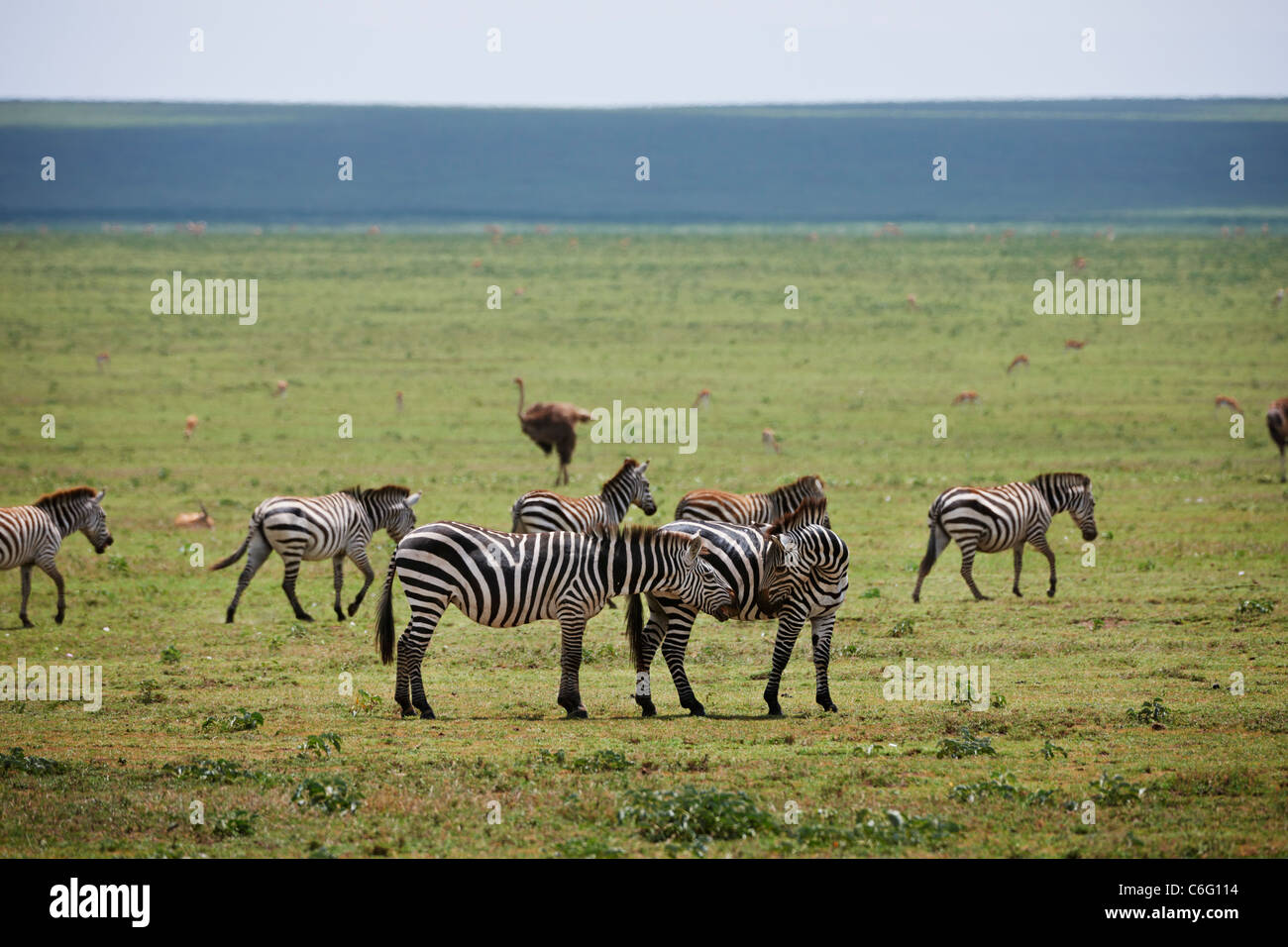 Plains Zebra on migration, Equus quagga, Serengeti, Tanzania, Africa Stock Photo