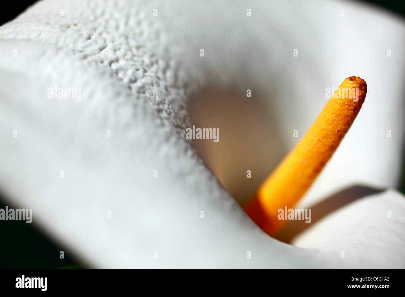 Close up of a white Arum lily. Family: Araceae, Genus: Zantedeschia, Species: Z. Aethiopica. South Africa. Stock Photo