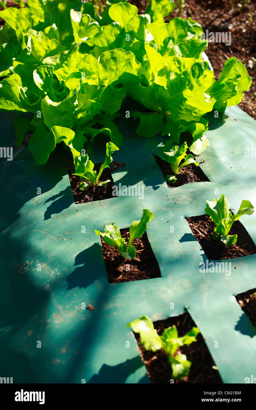 Lettuces grown in raised beds under plastic mulch. Stock Photo
