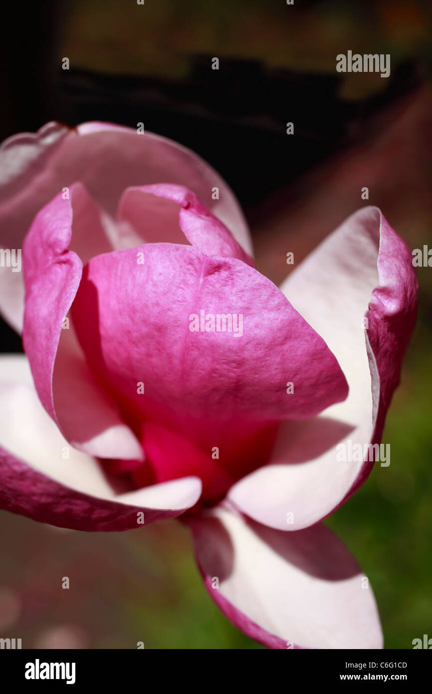 Close up of a pink and white Magnolia Soulangeana flower. Family: Magnoliaceae, Genus: Magnolia, Species: Soulangeana. Stock Photo