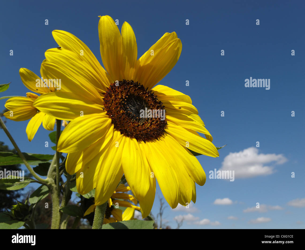 A Sunflower (Helianthus annuus) on a summer's day. Stock Photo