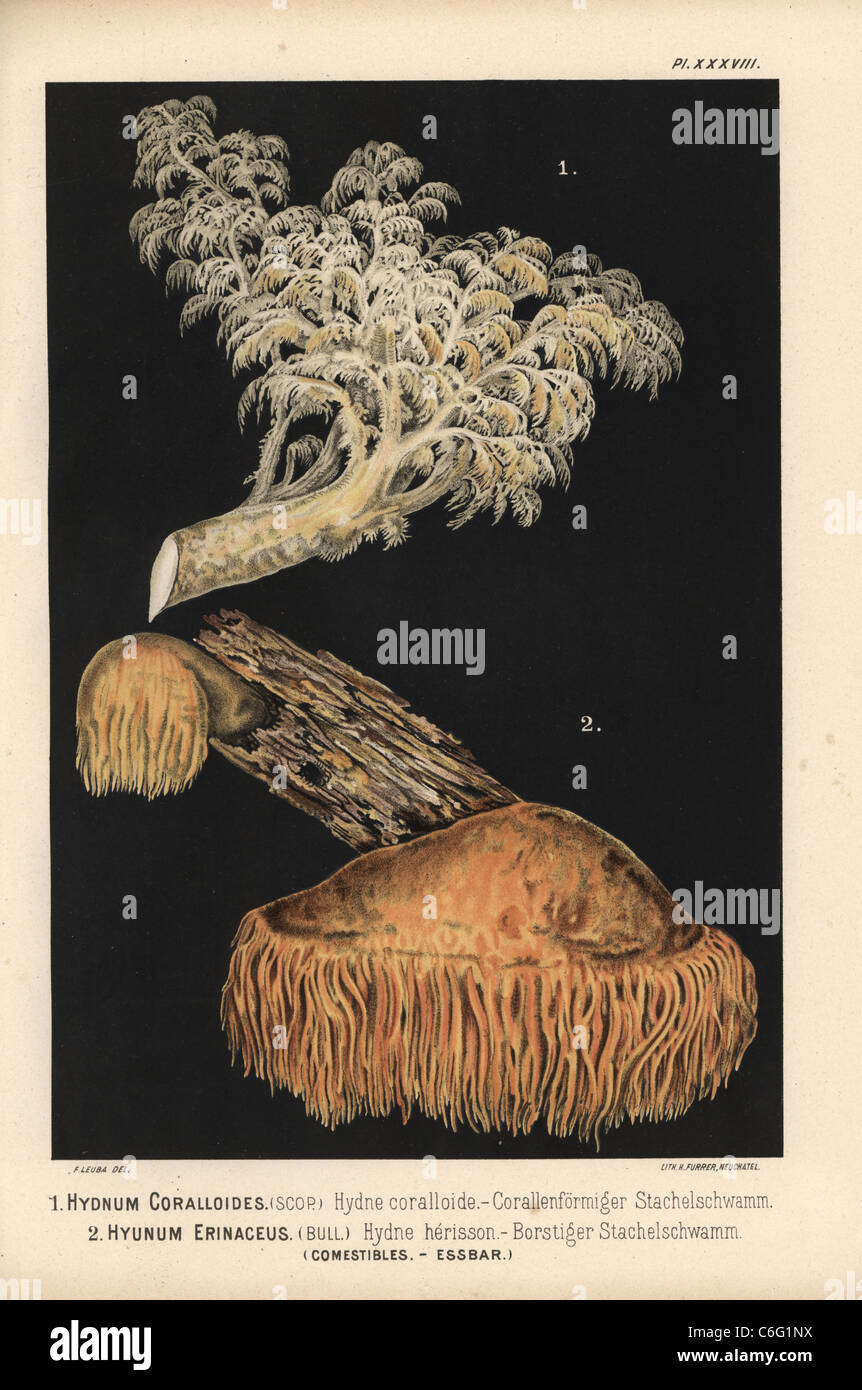 Comb tooth and lion's mane mushrooms. Stock Photo
