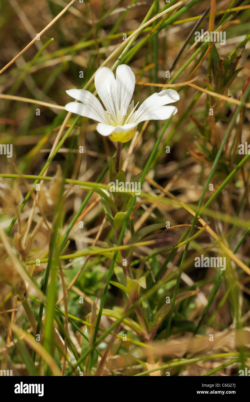 Field Mouse-ear, cerastium arvense Stock Photo