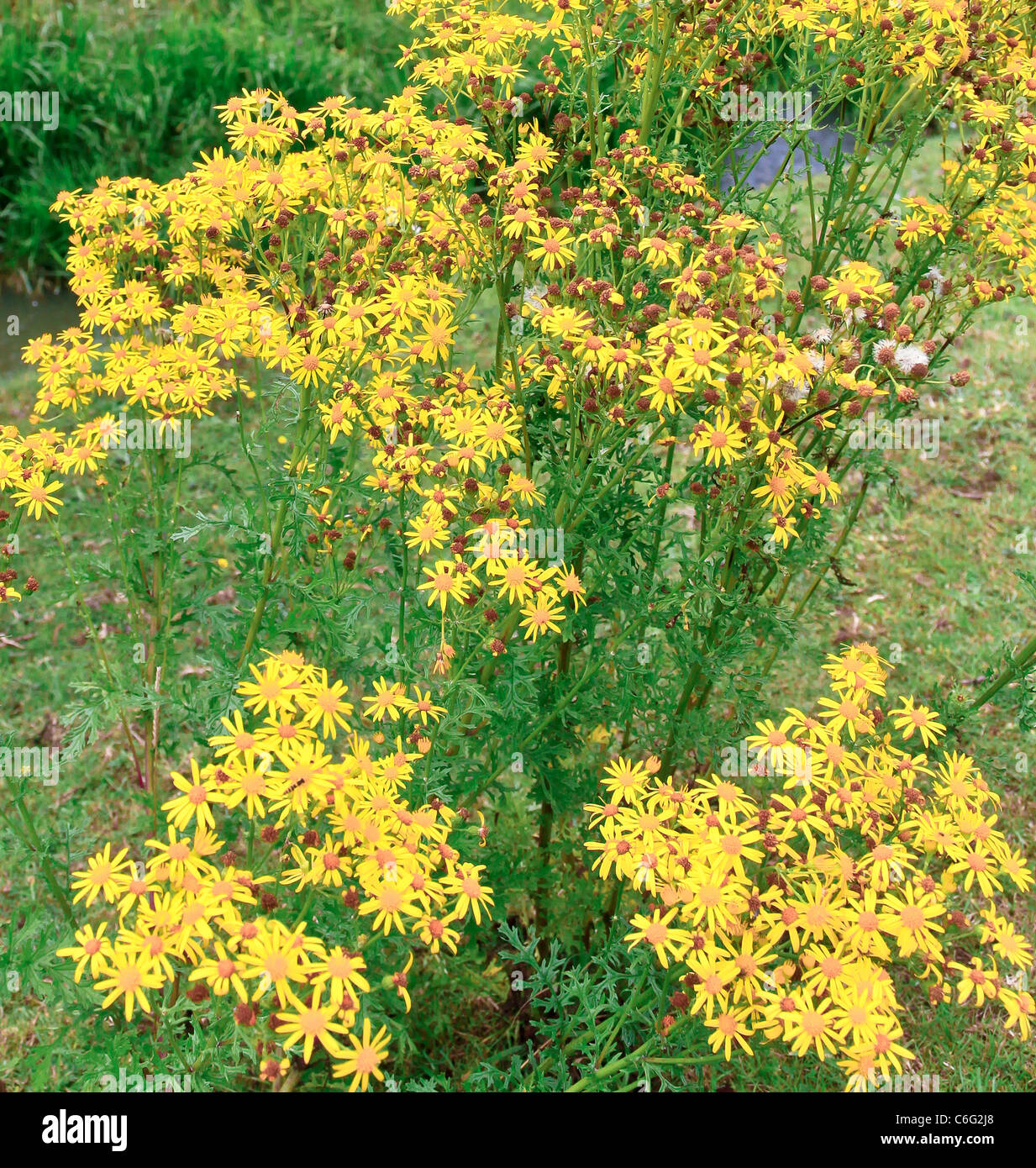 Ragwort and horses hi-res stock photography and images - Alamy