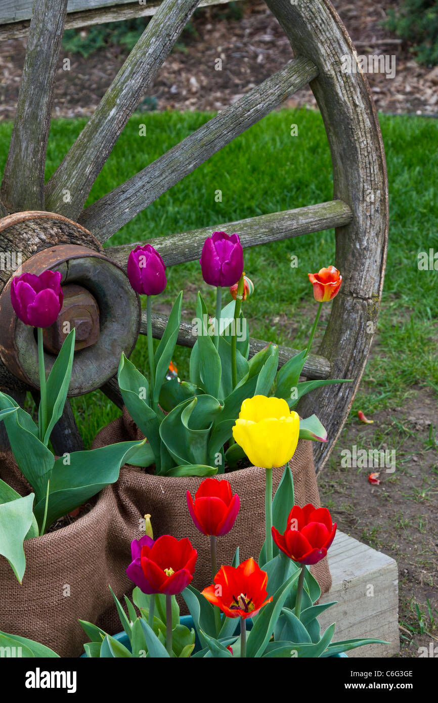 A closeup of an old wagon wheel and spring tulip flowers in Shipshewana, Indiana, USA. Stock Photo