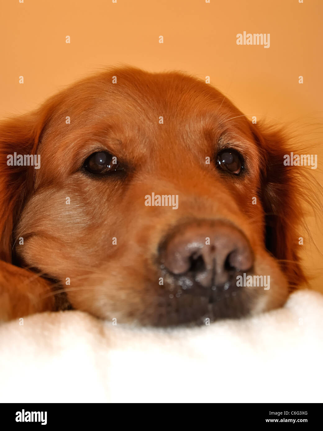 Golden retriever dog very expressive face. Close up nose Stock Photo ...