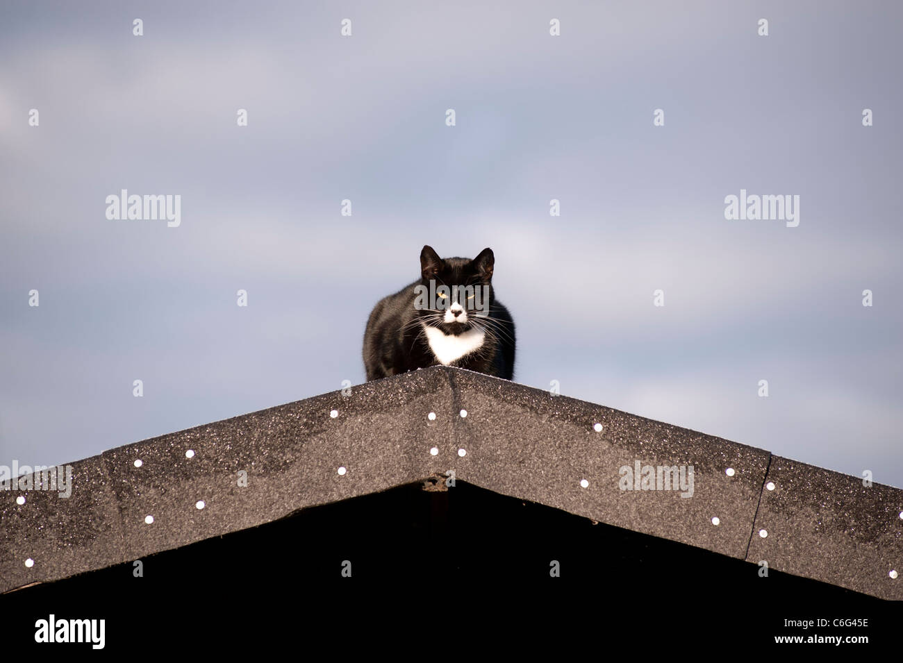 Thelma the Black and White Cat sitting on shed roof keeping an eye on