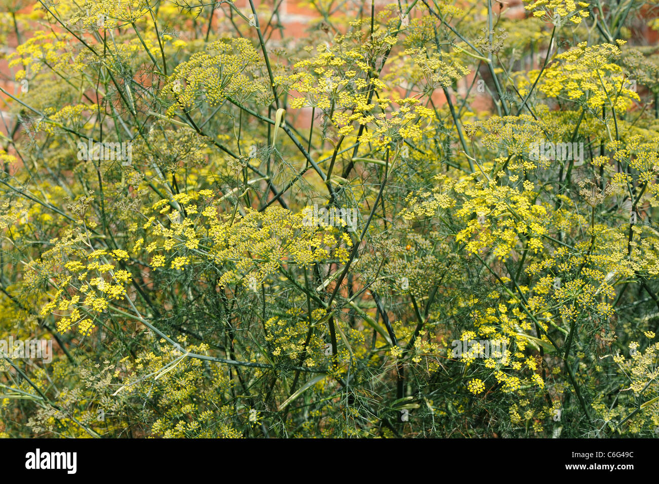 Fennel, (foeniculum), Massed planting in herb garden, UK, August Stock Photo
