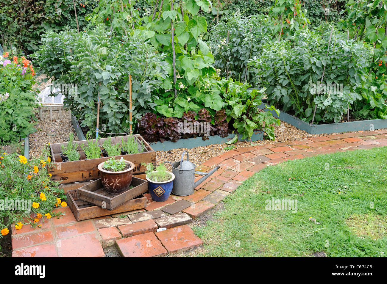 Rustic reclaimed brick path bordering small raised bed vegetable plot, Norfolk, England, July Stock Photo