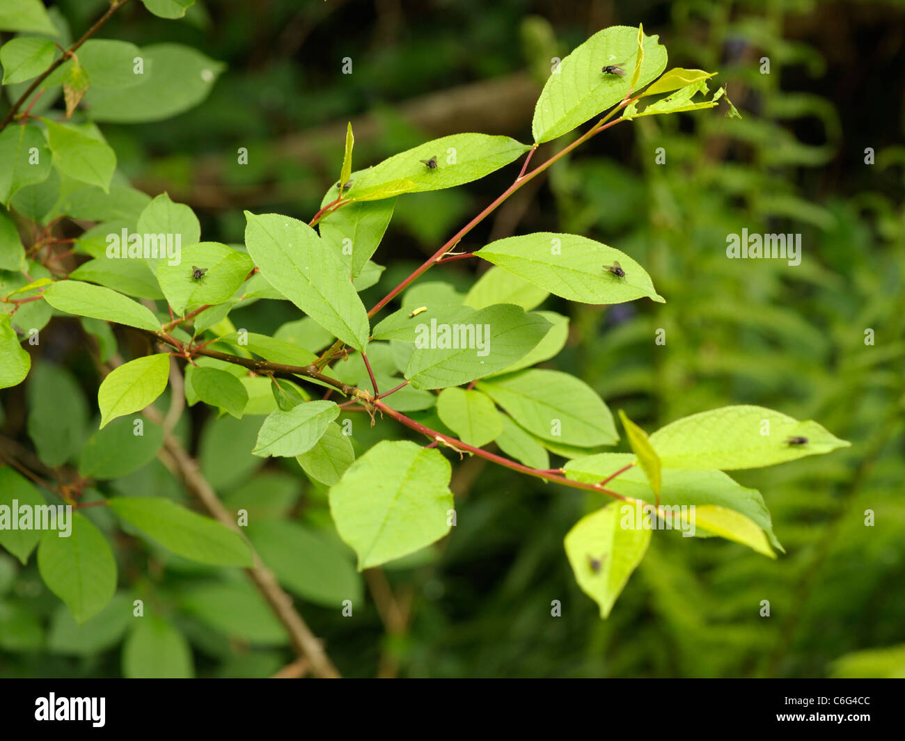 Flies Basking on Leaves Stock Photo