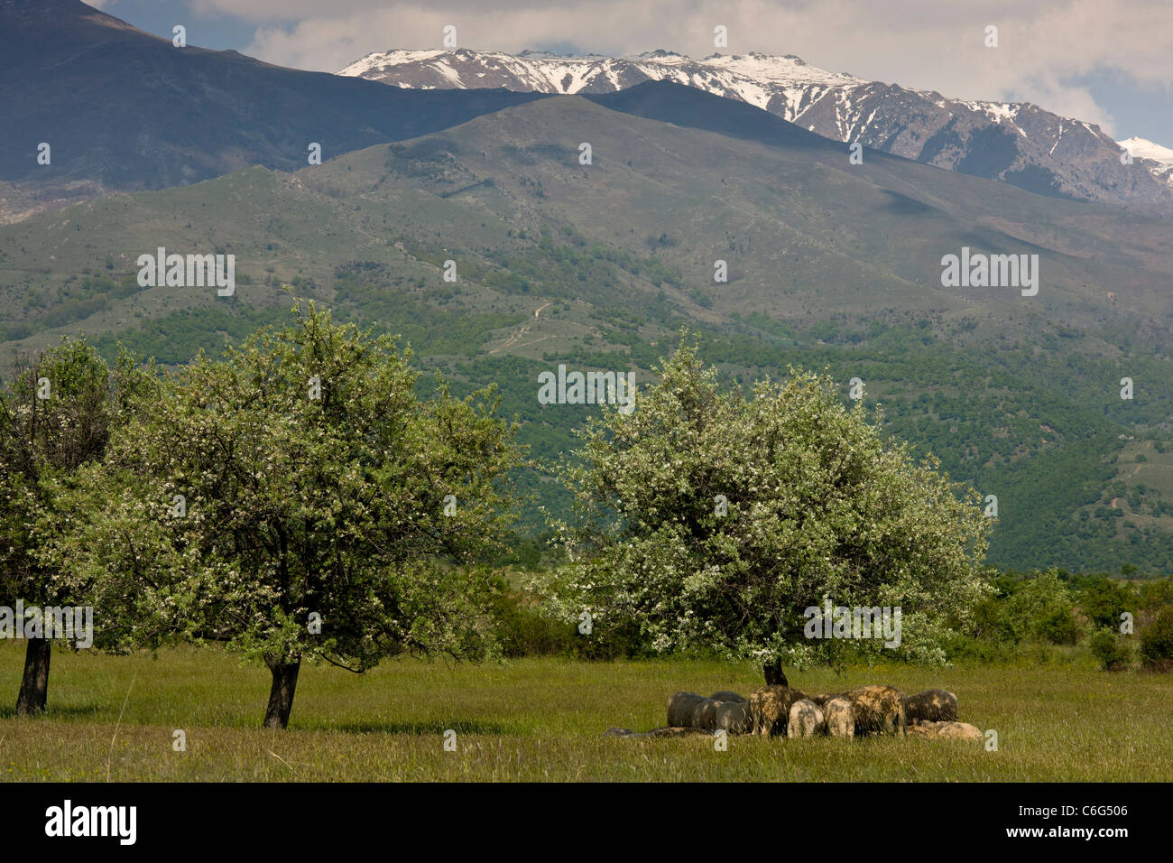 Sheep getting shade under wild pear trees, Rila mountains, Bulgaria Stock Photo