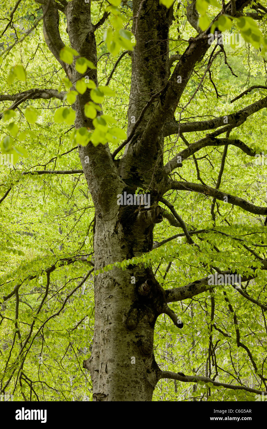 Ancient beech tree in spring, in beechwoods near Rila monastery, Bulgaria. Stock Photo