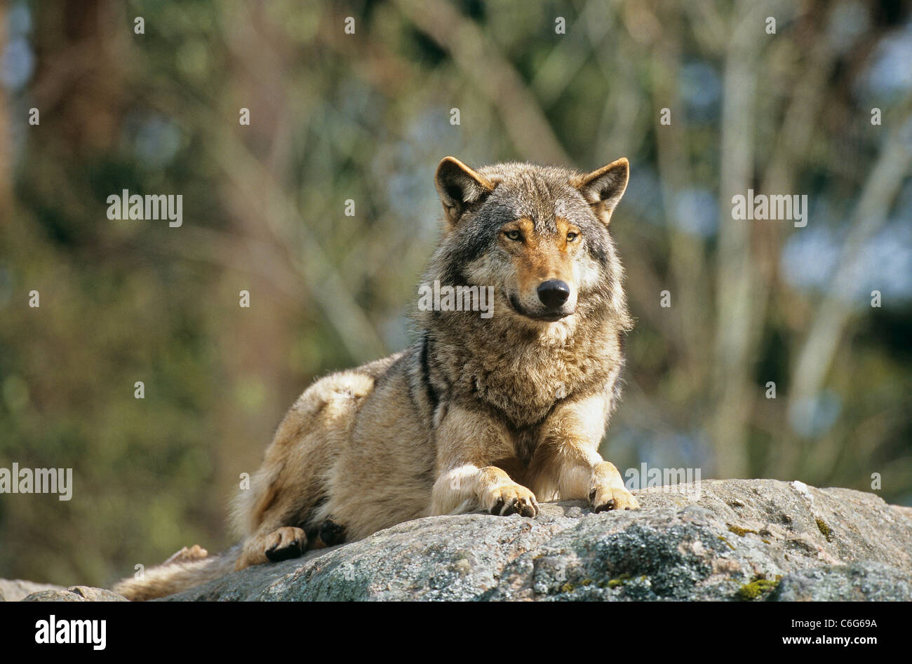 gray wolf - lying on rock / Canis lupus Stock Photo - Alamy