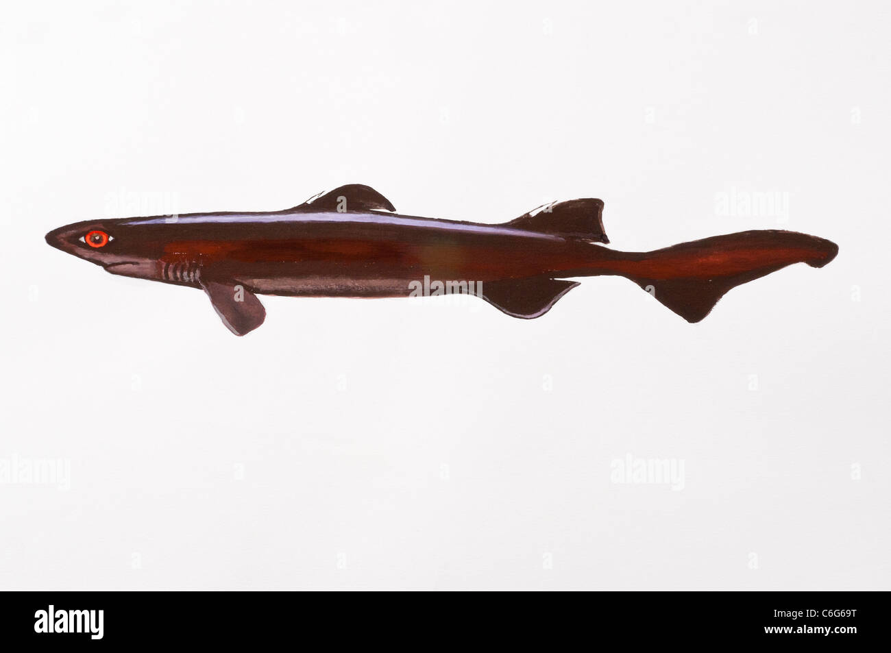 Black dogfish centroscyllium fabricii hires stock photography and images Alamy