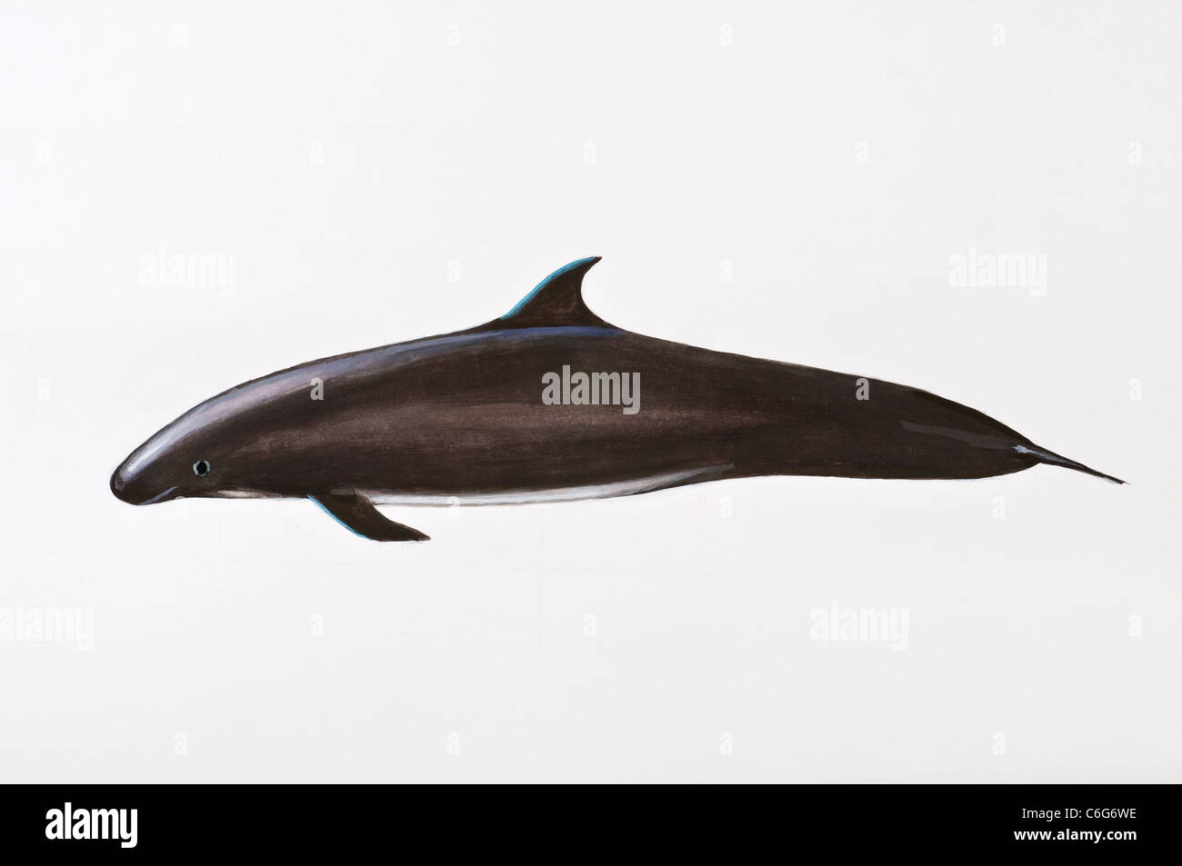 False Killer Whale, Pseudorca crassidens, Mammalia, Cetacea, Delphinidae Stock Photo