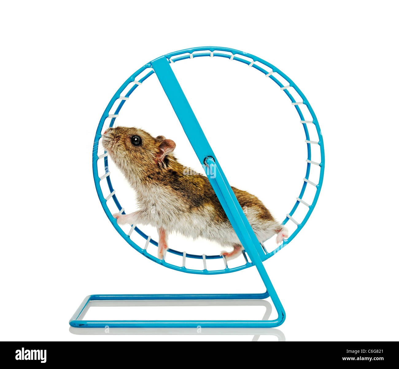 Hamster Running in a Wheel Stock Photo