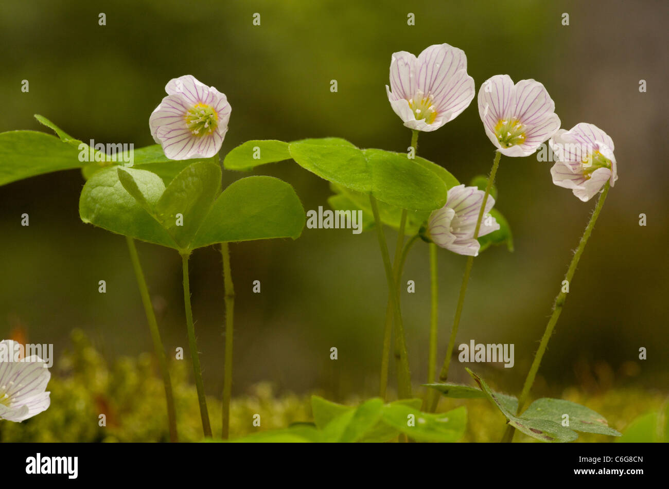 Wood Sorrel, Oxalis acetosella in flower in spring in deciduous woodland. Stock Photo
