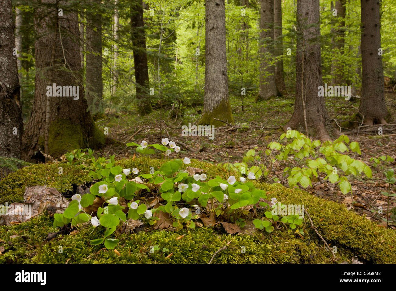 Wood Sorrel, Oxalis acetosella in flower in spring in mixed woodland. Bulgaria. Stock Photo