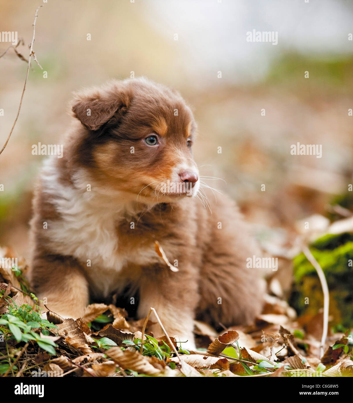 Australian Shepherd dog - puppy - sitting Stock Photo