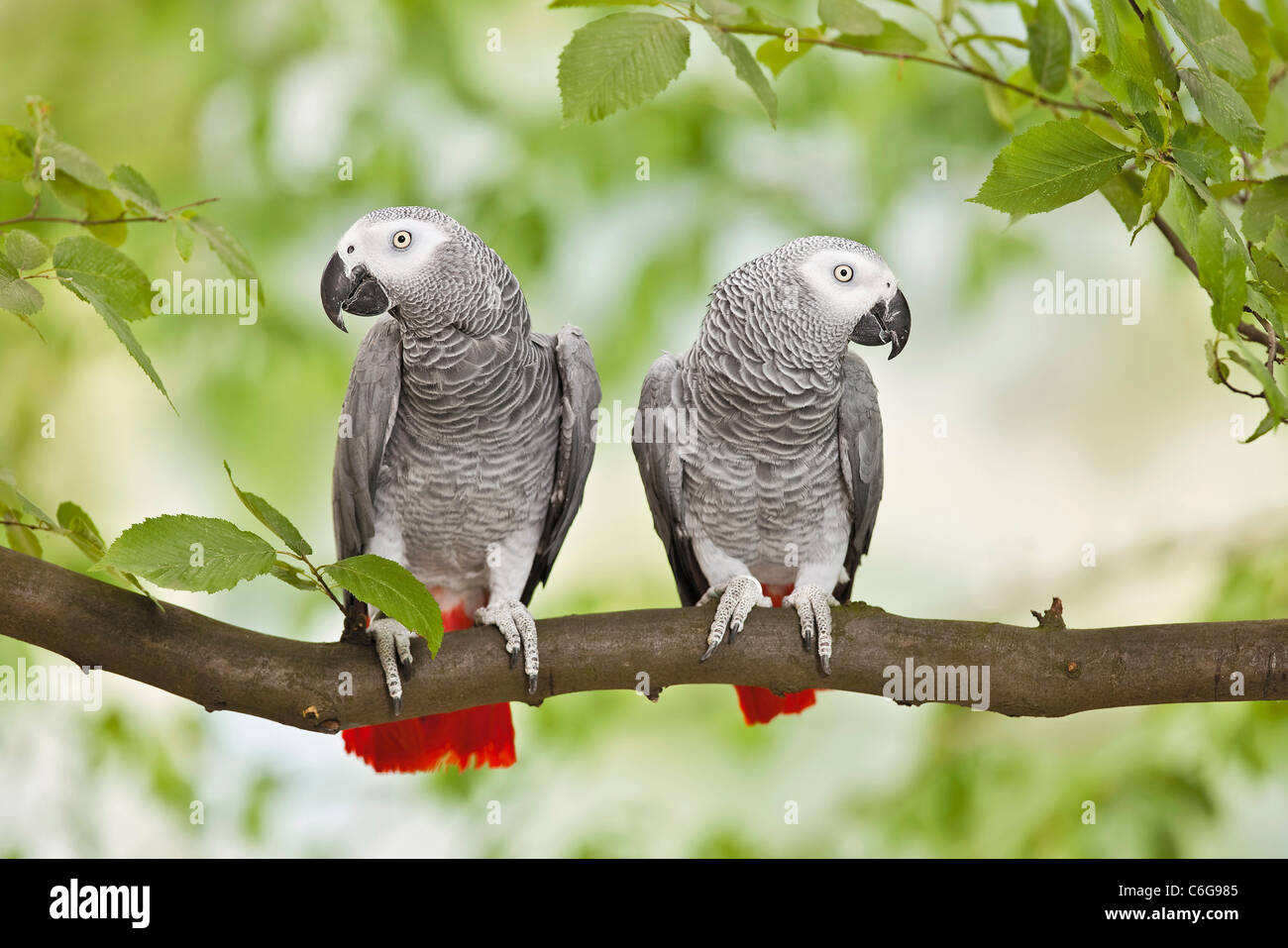 two Congo African Grey Parrots on branch Stock Photo Alamy