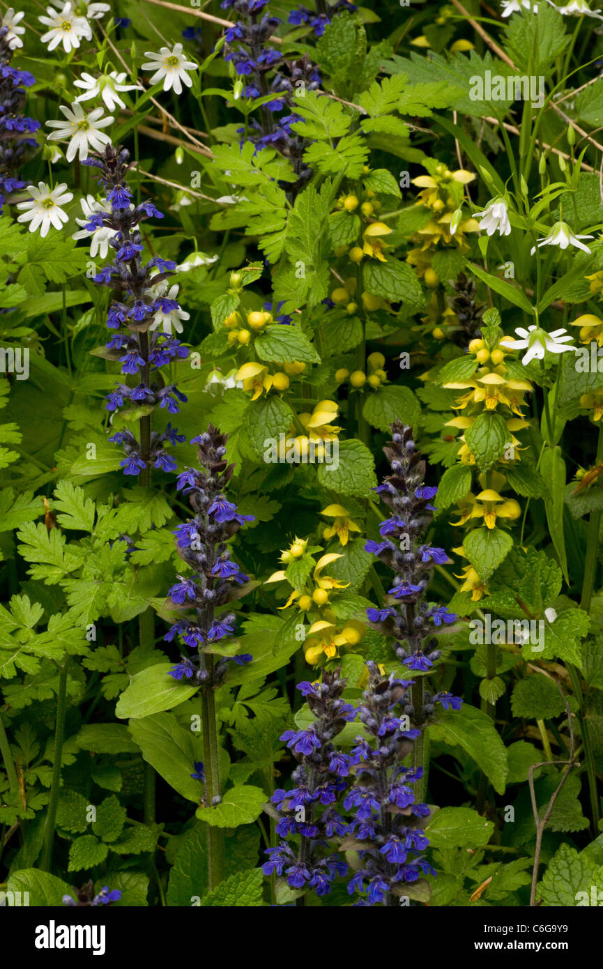 Yellow Archangel, Lamiastrum galeobdolon, Bugle and Greater Stitchwort in flower in spring woodland. Stock Photo