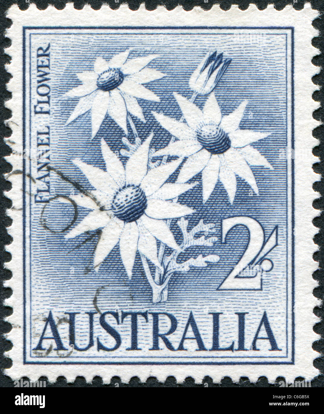 AUSTRALIA - 1959: A stamp printed in Australia, shows Flannel Flower (Actinotus helianthi) Stock Photo