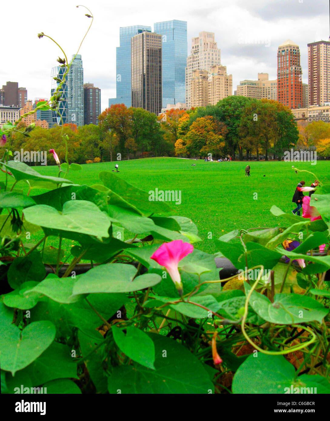 Central Park NYC,Pink Flower Vine,Warner Center Stock Photo