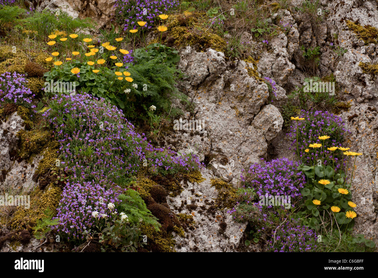 Flowery limestone cliff, with masses of Aubrieta columnae, Arabis alpina, and Doronicum orientale. Gargano, Italy Stock Photo