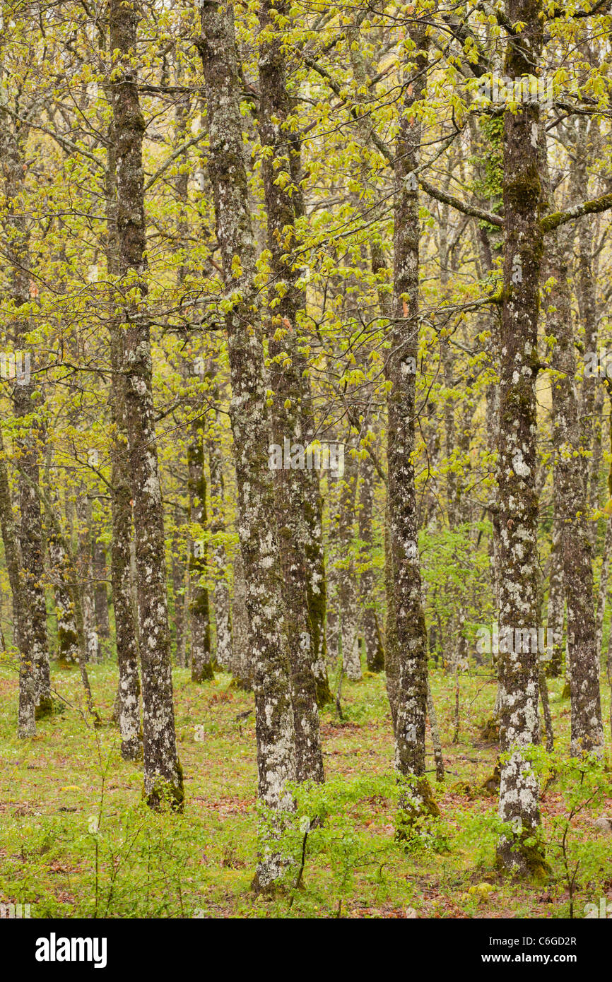 Hungarian Oak, Quercus frainetto, woodland after rain, in Pollino National Park, south Italy. Stock Photo