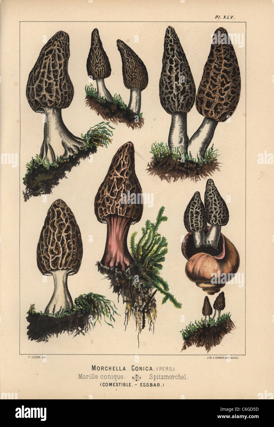 Black morel, Morchella conica, morille conique, edible Stock Photo Alamy