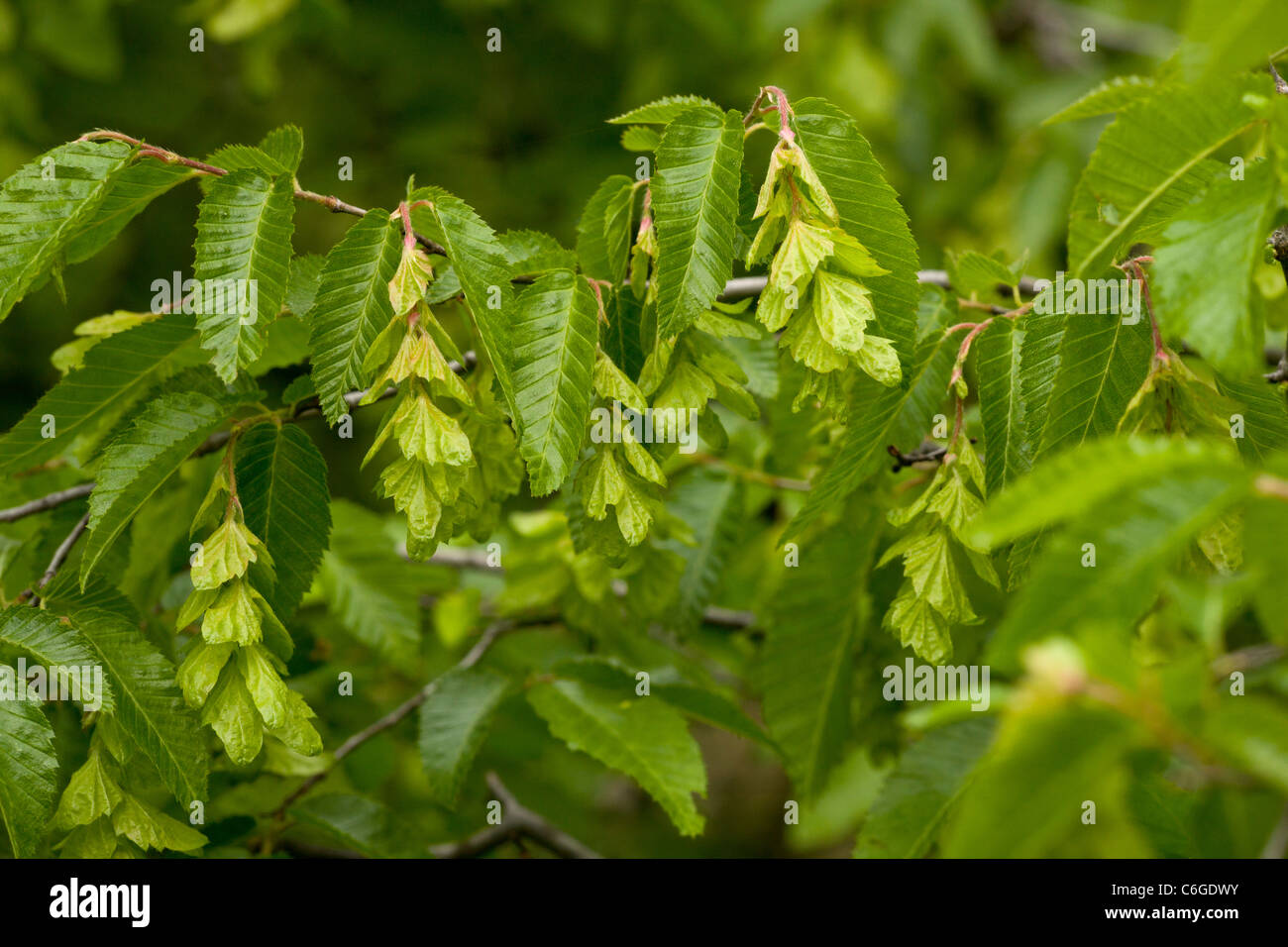 Oriental Hornbeam, Carpinus orientalis in fruit. Bulgaria Stock Photo