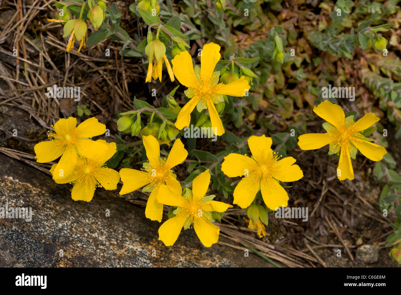 A St. John's Wort, Hypericum olympicum, in flower. Bulgaria Stock Photo
