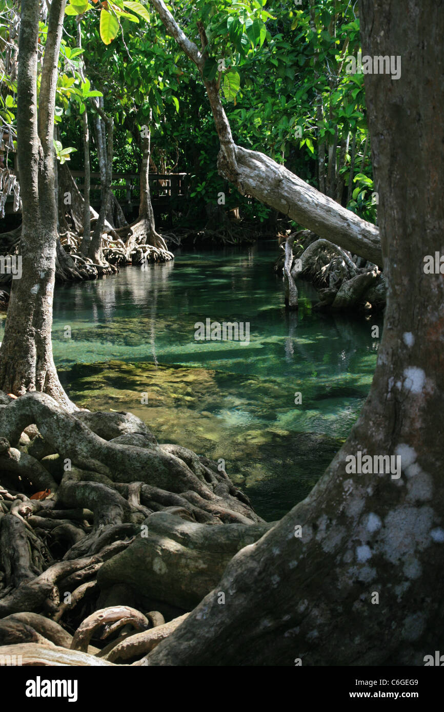 exposed roots at Tha Pom Khlong Song Nam and a clear blue stream Stock Photo