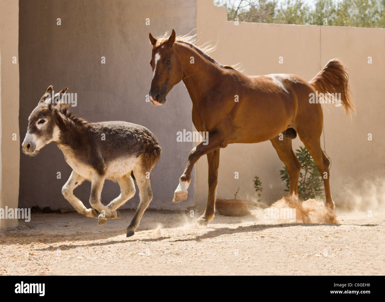 animal friendship : Arabian horse and 