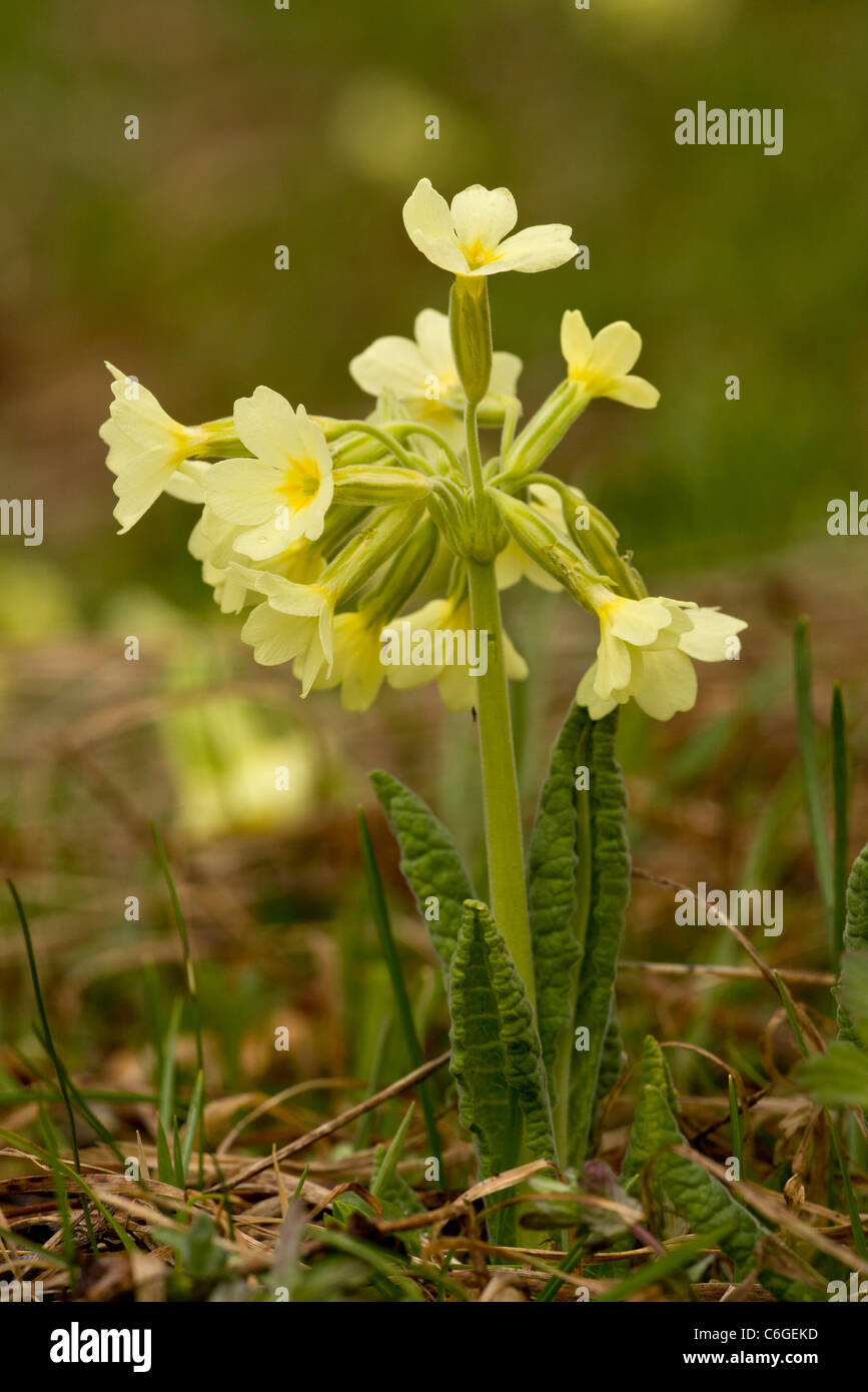 Oxlip, or True Oxlip, Primula elatior in flower in high alpine pastures. Bulgaria. Stock Photo