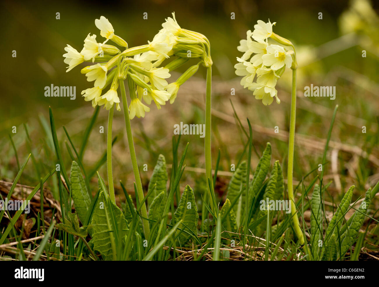 Oxlip, or True Oxlip, Primula elatior in flower in high alpine pastures. Bulgaria. Stock Photo