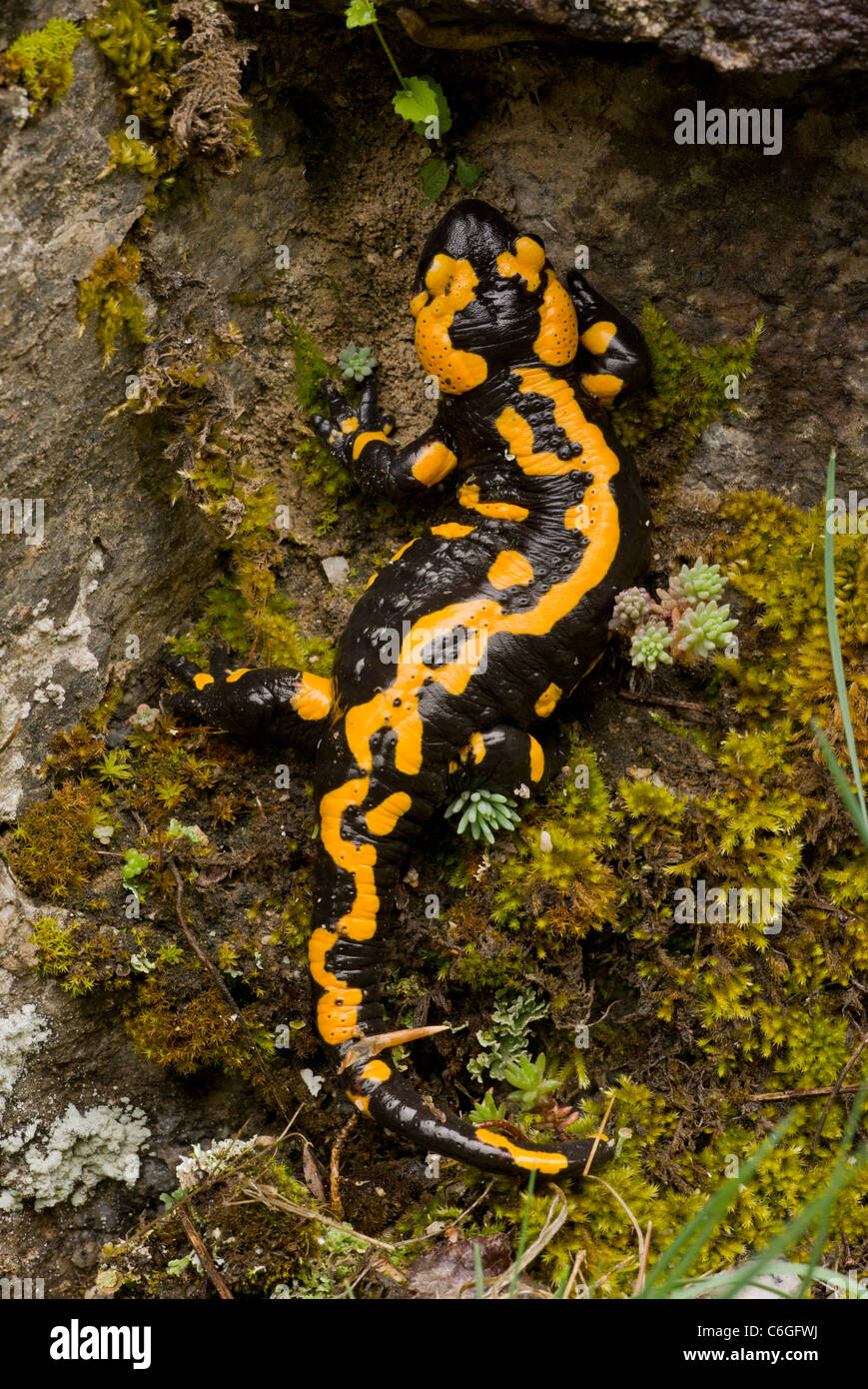 Fire Salamander, Salamandra salamandra, old adult; Pirin National Park, Bulgaria Stock Photo