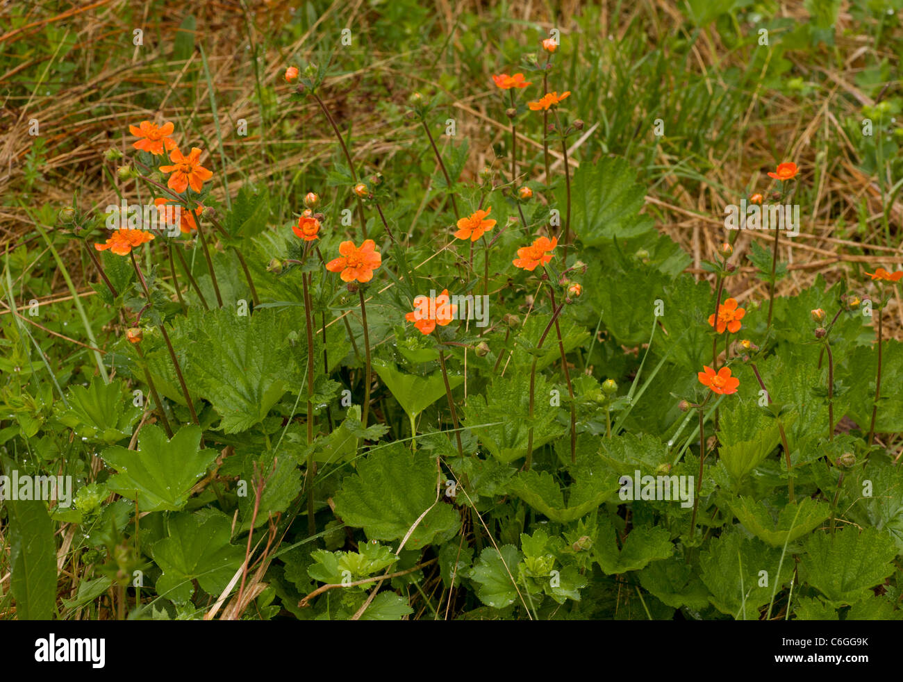 Scarlet Avens, Geum coccineum in the Pirin mountains, Bulgaria Stock Photo