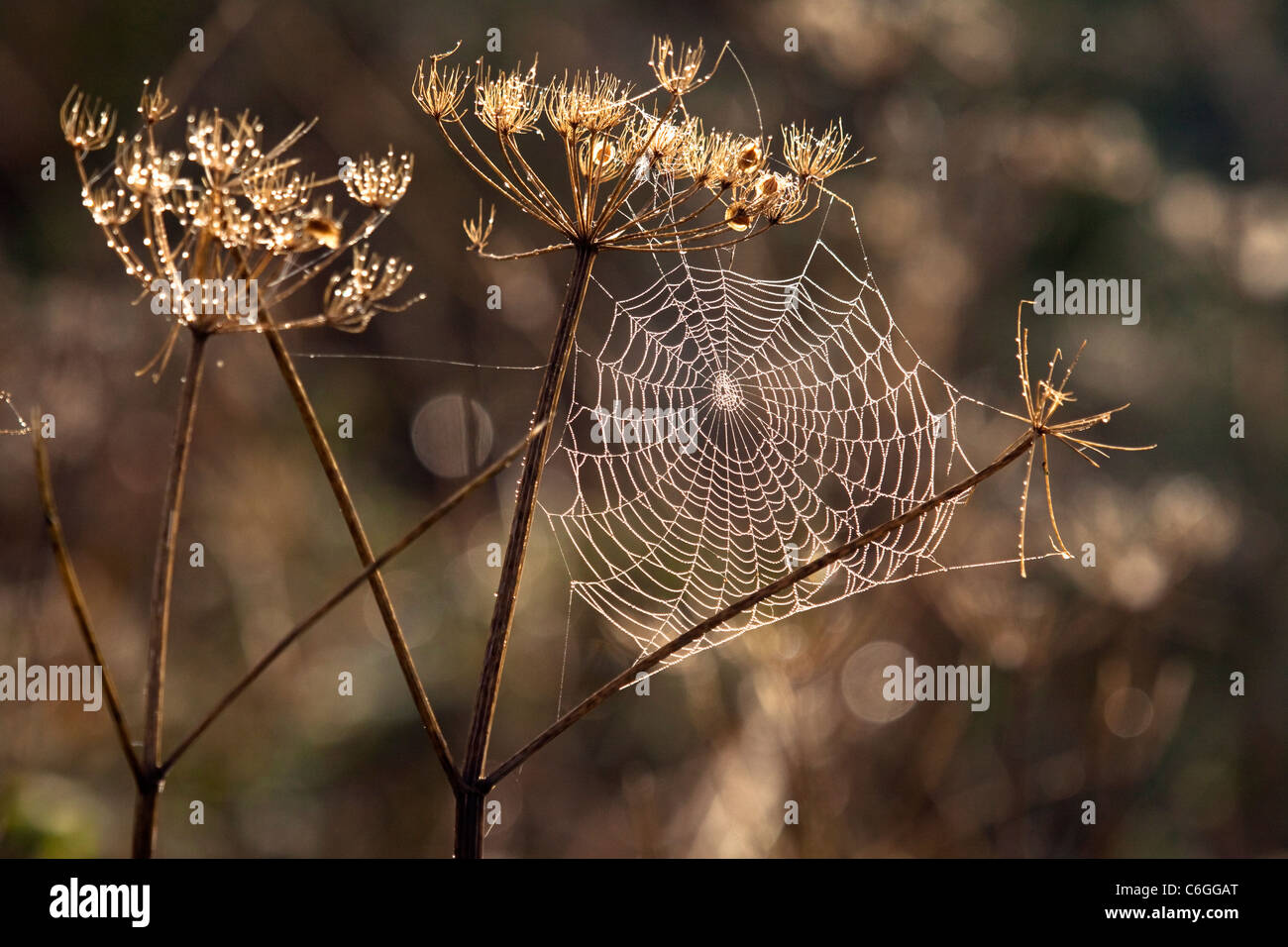 A plant seed head with a spider's web covered in dew in autumn Stock Photo  - Alamy
