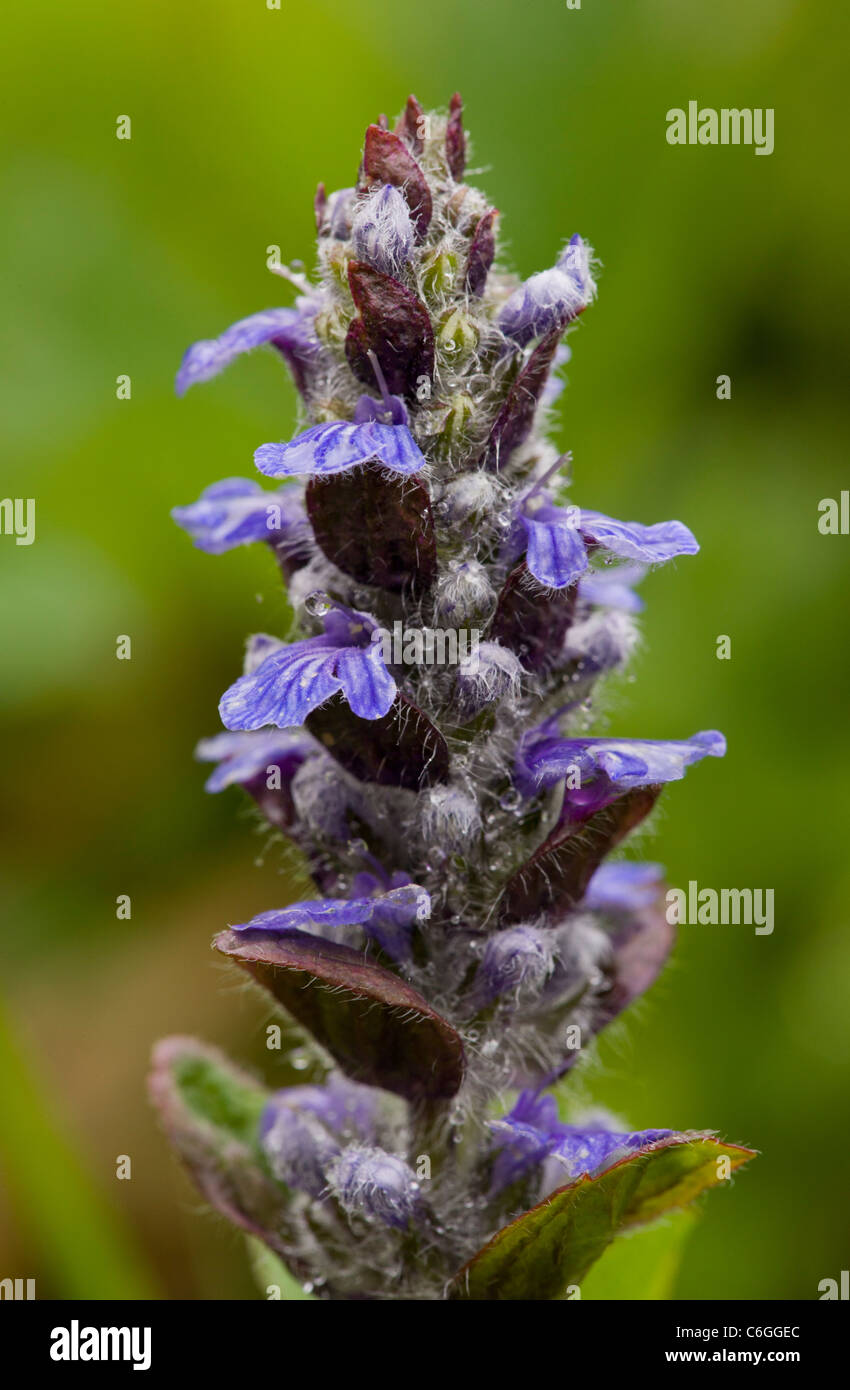 Common Bugle, Ajuga reptans in flower, rainy day; spring Stock Photo
