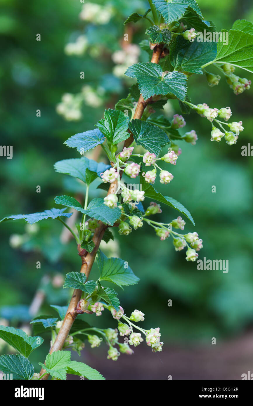 A close up of Blackcurrent (Ribes nigrum) flowers Stock Photo