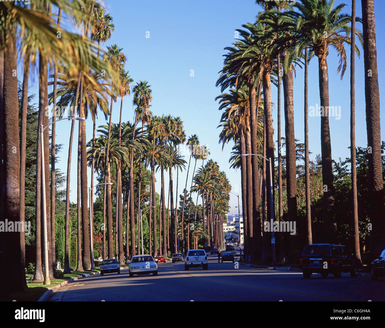 Palm trees along boulevard, Beverly Hills, Los Angeles, California, United  States of America Stock Photo - Alamy