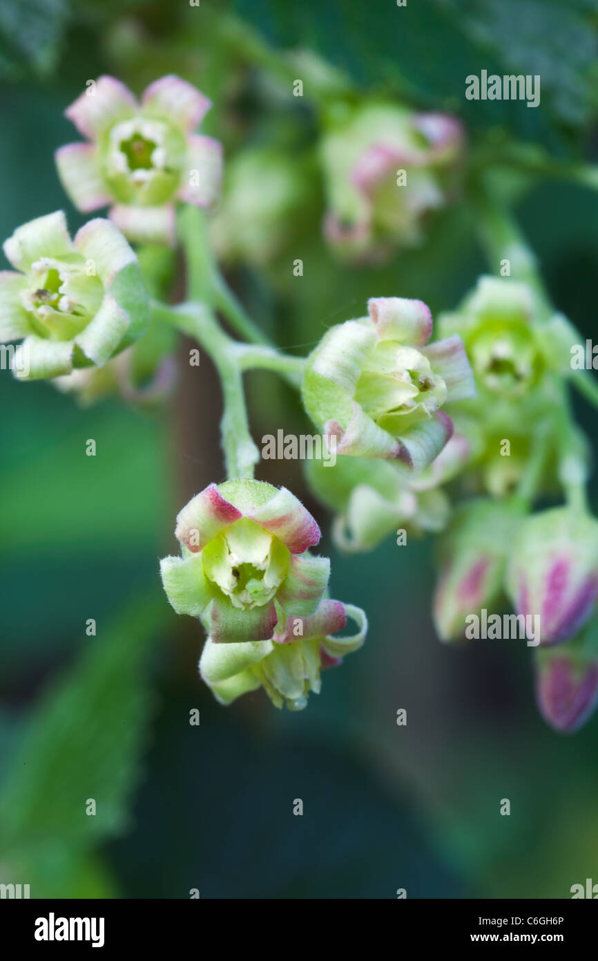 A close up of Blackcurrent (Ribes nigrum) flowers Stock Photo