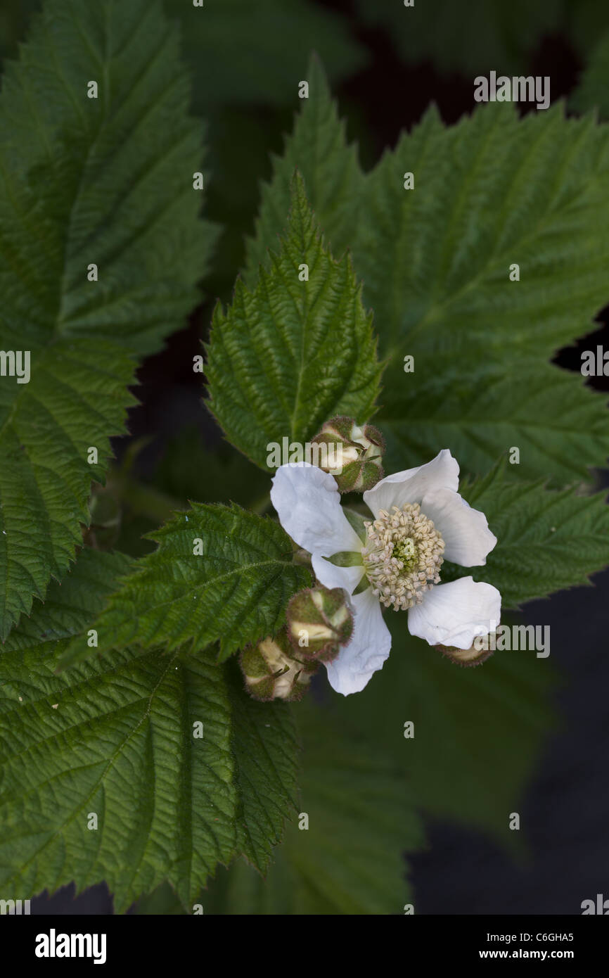 A close up of Silvanberry (American Brambleberry) Blossom Stock Photo