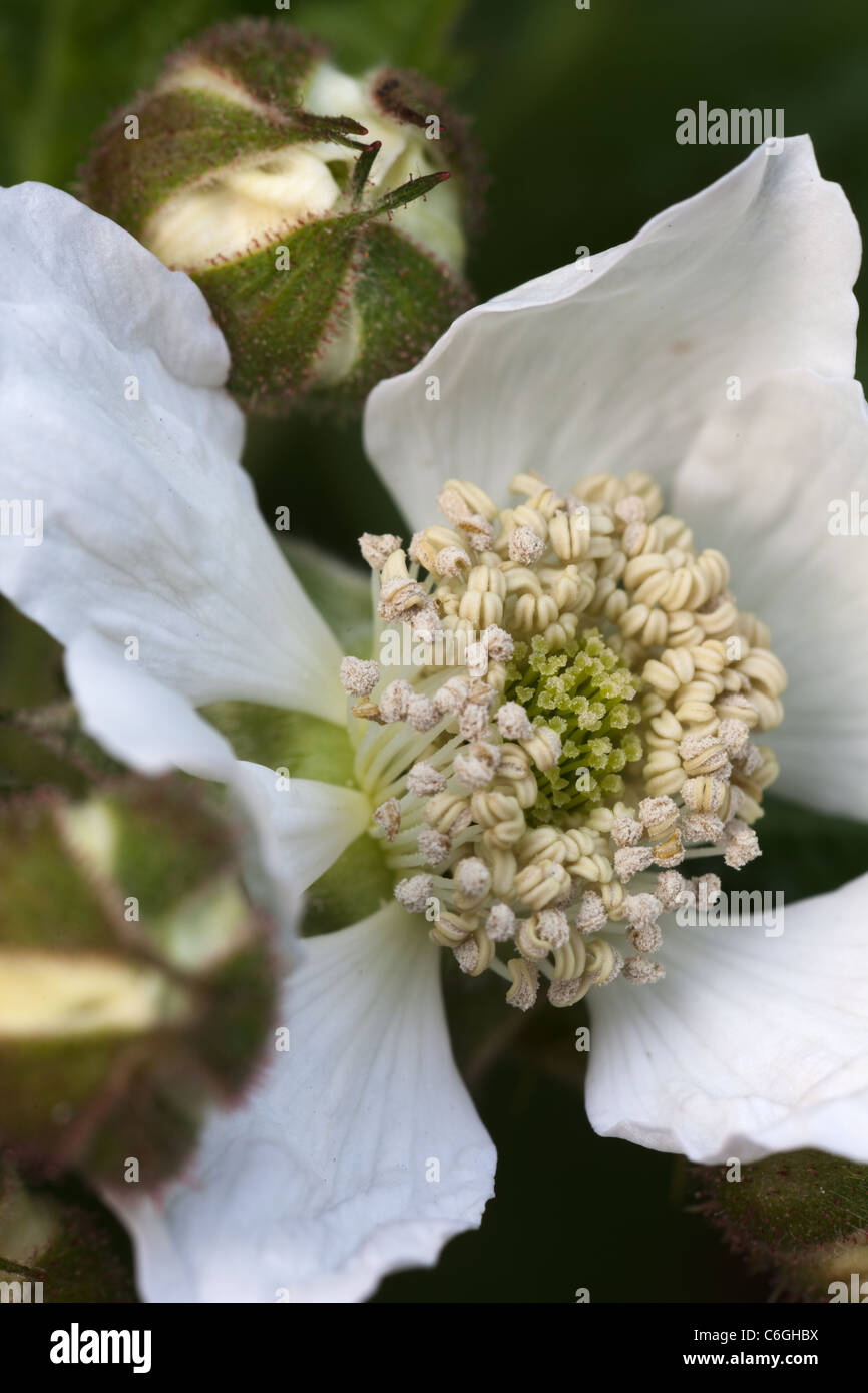 A close up of Silvanberry Blossom (American Brambleberry) Stock Photo